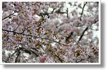 　　　　　　　飯塚市の桜