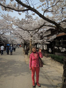 がいせん桜の桜並木のトンネル