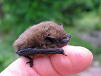 Die Zwergfledermaus, eine der kleinsten einheimischen Arten. Foto: H. Gille