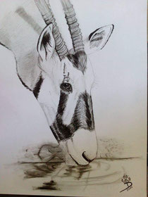 Oryx Antilope in Kohle 