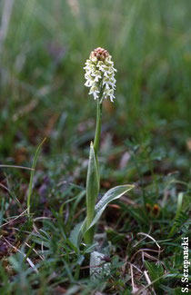 Brand Knabenkraut Albino