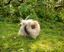 померанский шпиц фото,Буся голд беби, pomeranian