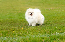 немецкий карликовый шпиц ,БЕРТА, фото, pomeranian