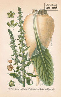 Beta vulgaris (»Zuckerrübe«) (Chromolithographie, 19. Jahrhundert) / © Sammlung PRISARD