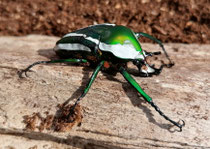 Dicronorrhina derbyana derbyana