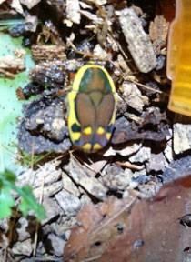 Pachnoda rufovirens