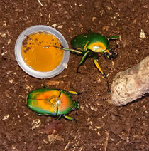 Dicronorhina micans