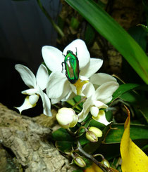 Chlorocala africana oertzeni
