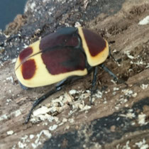 Pachnoda marginata