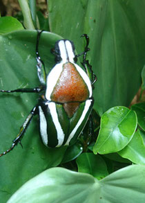 Dicronorrhina derbyana derbyana 0.1