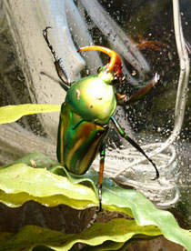 Eudicella gralli allaeri