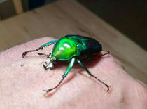 Dicronorrhina oberthuri 1.0