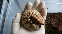 Megasoma elephas elephas