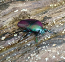 Chlorocala africana oertzeni