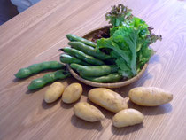 畑から直接収穫させていただいた野菜