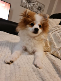 Isy joli garçon Spitz