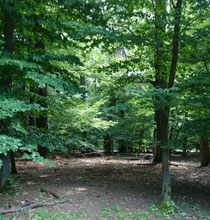Wald - Lainzer Tiergarten