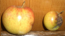 Bestäubung bei Äpfeln