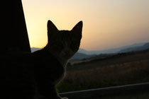 28 Katze im Sonnenuntergang/Cat in the sunset