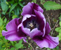 165 Tulpe/Tulip