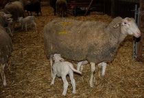 45 Schafe+Lämmer/Sheeps+Lambs