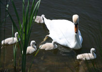 157 Schwanfamilie/Family of swans