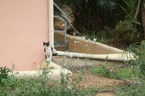 5 Katze an Hotelanlagen/Cat at the hotel facilities