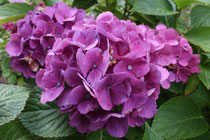 122 Hortensien/Hydrangeas