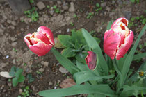 179 Rote Tulpen/Red tulips