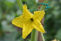 107 Gurkenblüte/Cucumber flower