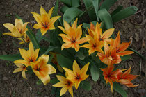 67 Gelbe Tulpen/Yellow tulips