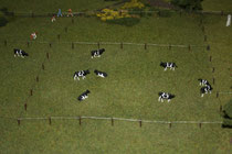 18 Kühe/Cows