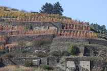 159 Weingebirge im Herbst/Mountains with vine in autumn