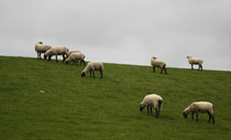 9 Schafe grasen/Sheeps browse