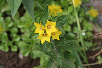 105 Gelbe Blume/Yellow flower