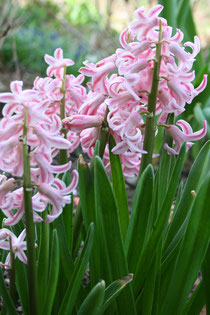 35 Hyazinthe/Hyacinth