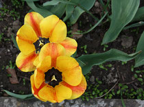 175 Gelb/Rote Tulpe/Yellow/Red tulip