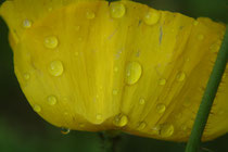 6 Blüte mit Wassertropfen/Flower with water droplets
