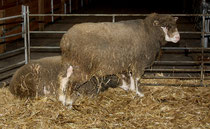 36 Schafe/Sheeps