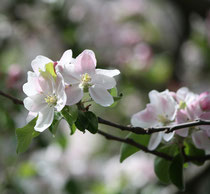26 Japanische Kirschblüte/Japanese cherry blossom