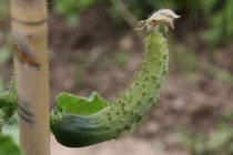 17 Gurke/Cucumber