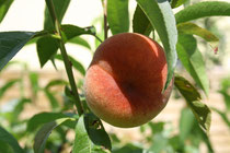 13 Pfirsich/Peach