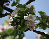 25 Japanische Kirschblüte/Japanese cherry blossom