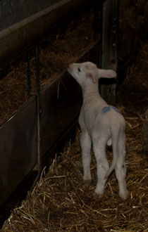 37 Lamm/Lambs