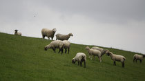 13 Schafe grasen/Sheeps browse