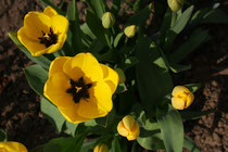 60 Gelbe Tulpen/Yellow tulips