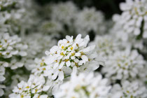 31 Weiße Blume/White flower