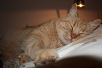 55 Kater beim Schlafen/ Sleeping cat