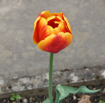 176 Orange Tulpe/Orange tulips
