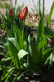 72 Rote Tulpen geschlossen/Red tulips clossed